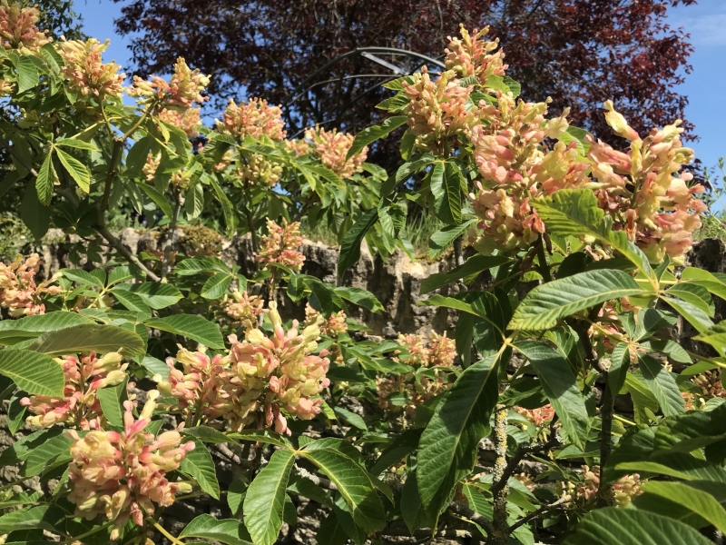 Stow Cottage Arboretum & Garden